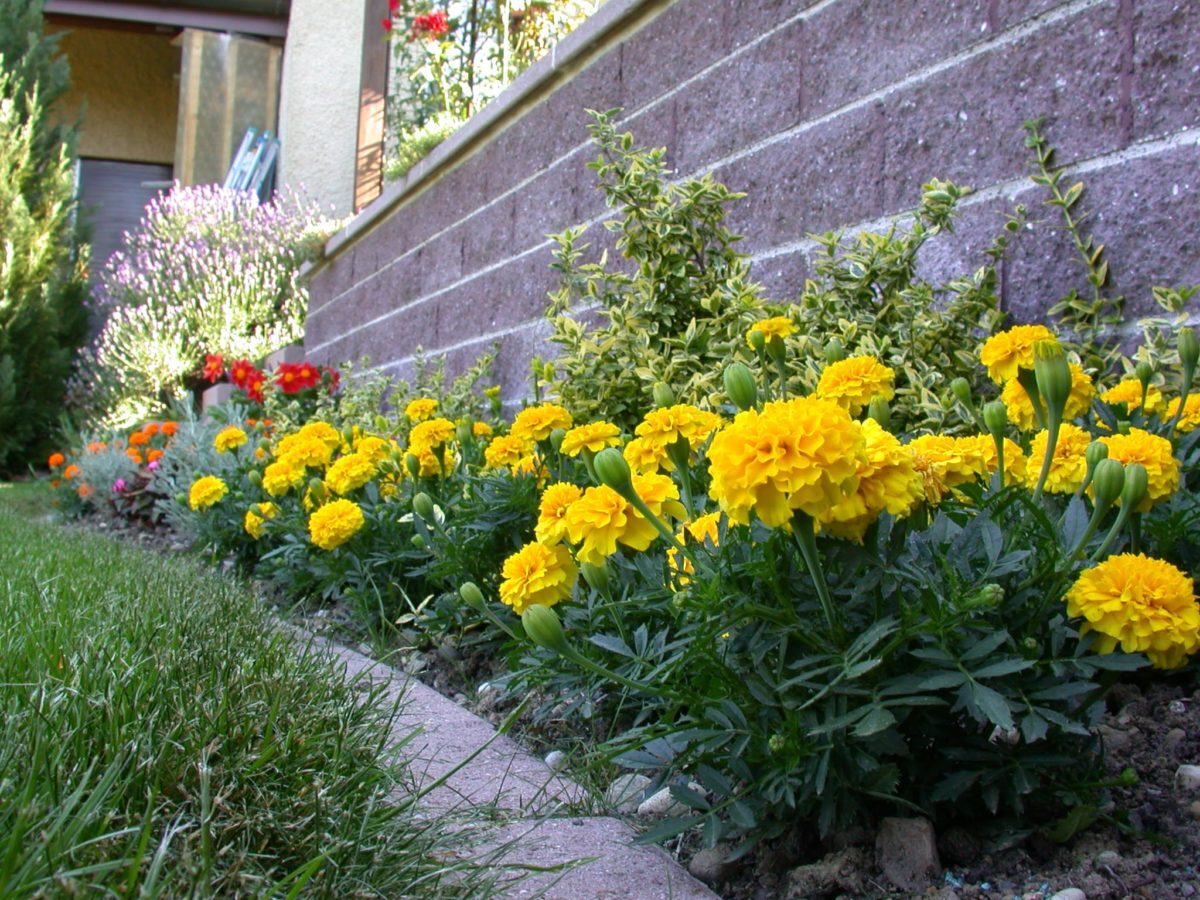 A12-Spaltsteinmauer-mit-Tagetes-und-Rasenabschlussstein-e1538684121868.jpg