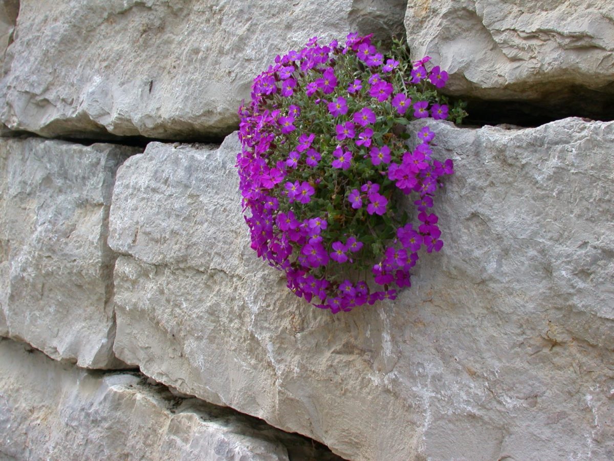 A14-Blocksteine-Jurakalk-mit-Blaukissen-e1538684133946.jpg