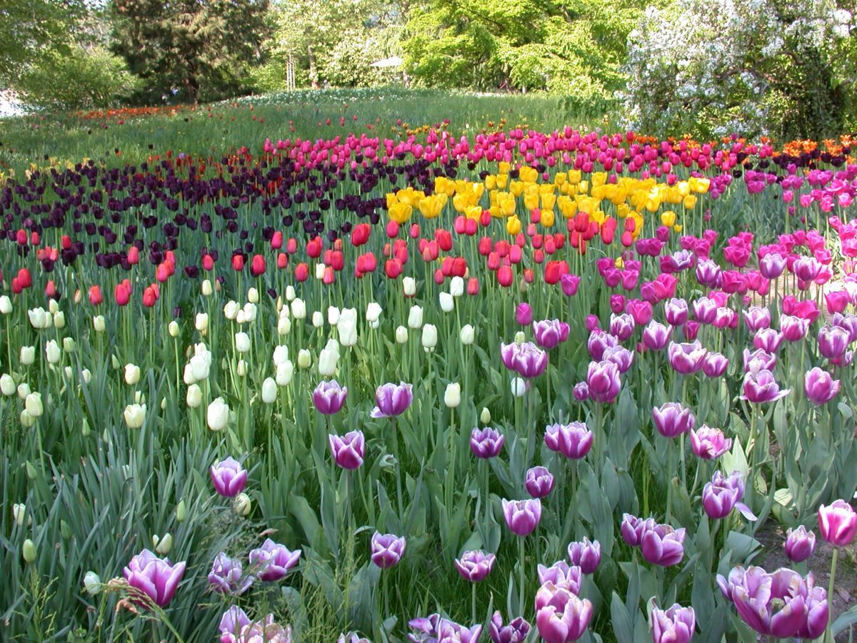 A15-Tulpen-auf-der-Mainau-e1538684140892.jpg