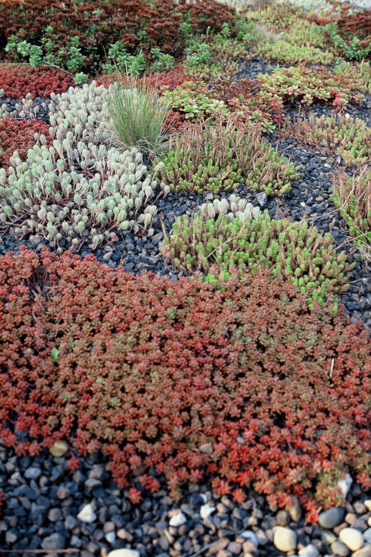 A27-Dachgartenvegetation-mit-Fetthenne-e1538684283454.jpg