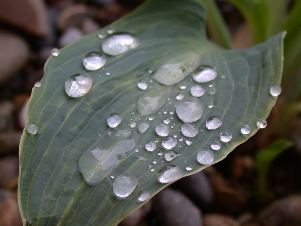 A29-Funkie-nach-dem-Regen-e1538684298406.jpg