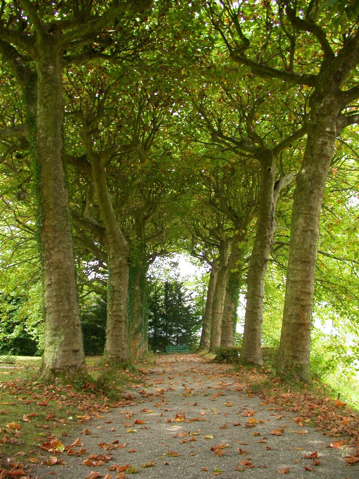 A3-Platanenallee-bei-der-Villa-Boveri-e1538684056578.jpg