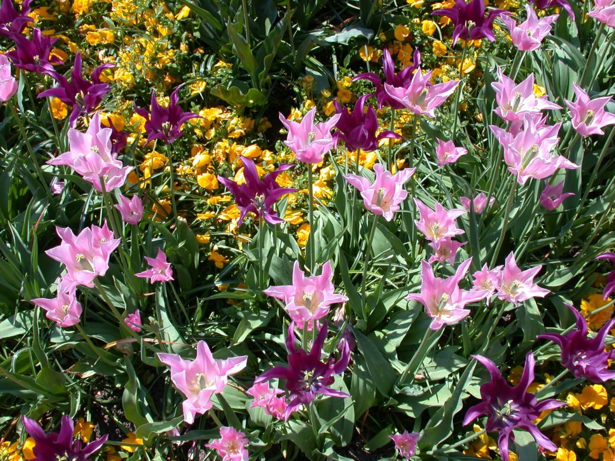A34-Frühlingsrabatte-mit-Tulpen-und-Stiefmütterchen-e1538684333891.jpg