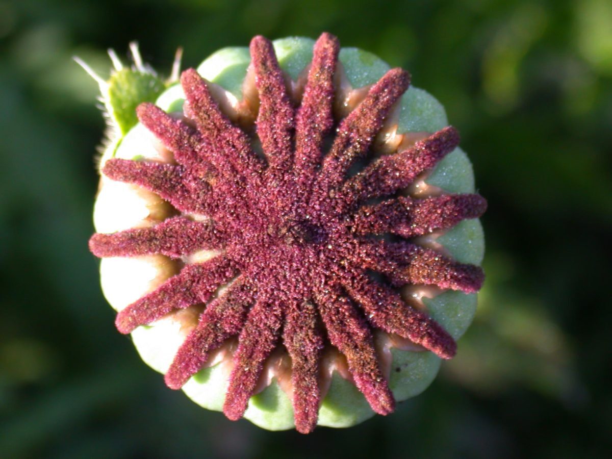 A43-Samenkapsel-des-Mohns-e1538684399656.jpg
