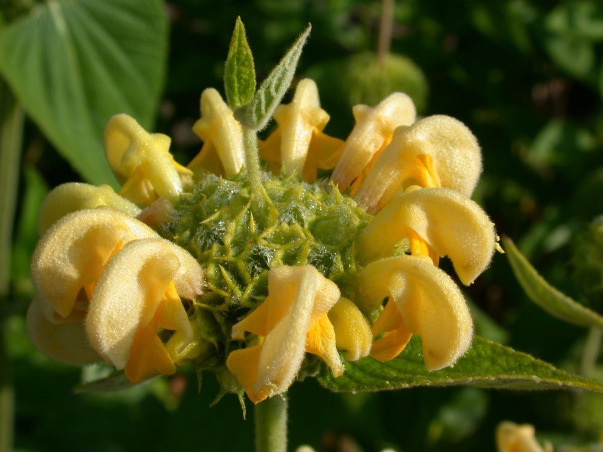 A44-Bizarre-Blüten-beim-Brandkraut-e1538684420688.jpg
