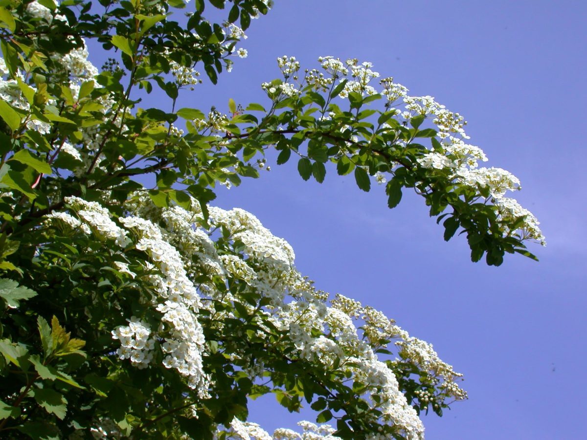 A47-Strahlendweisse-Spierstrauchblüten-e1538684481768.jpg