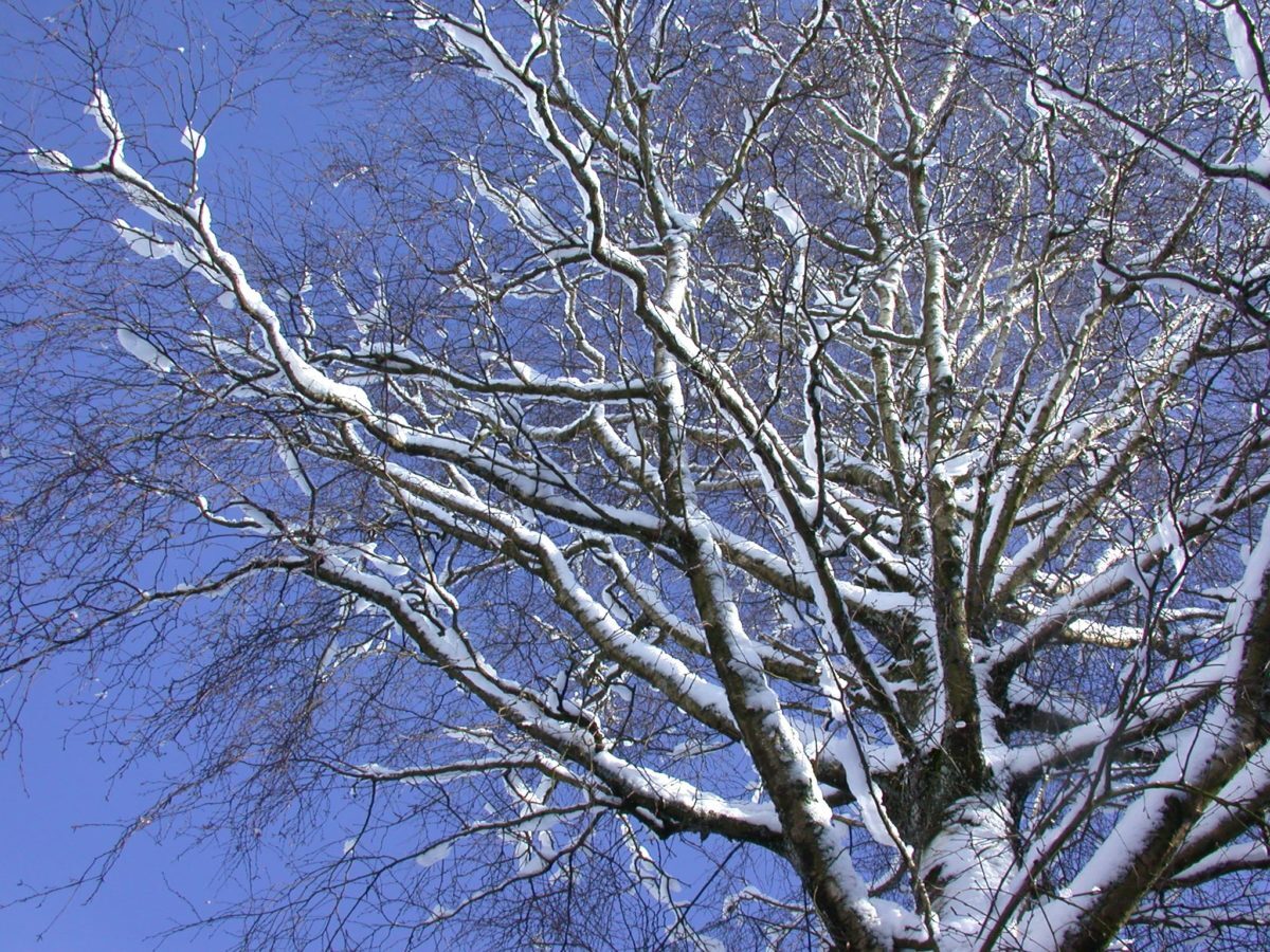 A48-Birke-im-Winter-e1538684490807.jpg