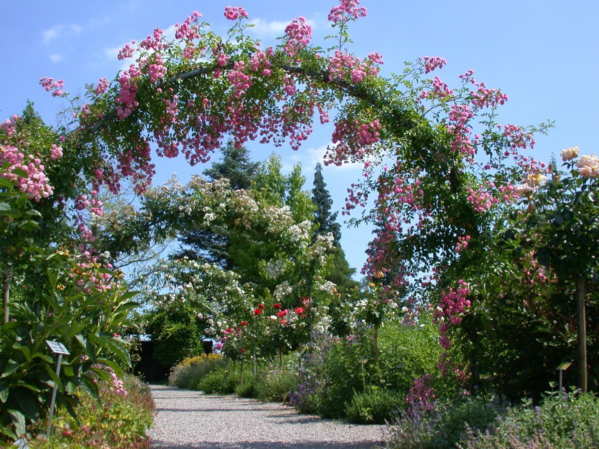 A9-Rosen-bis-zum-Himmel-1-e1538684104588.jpg