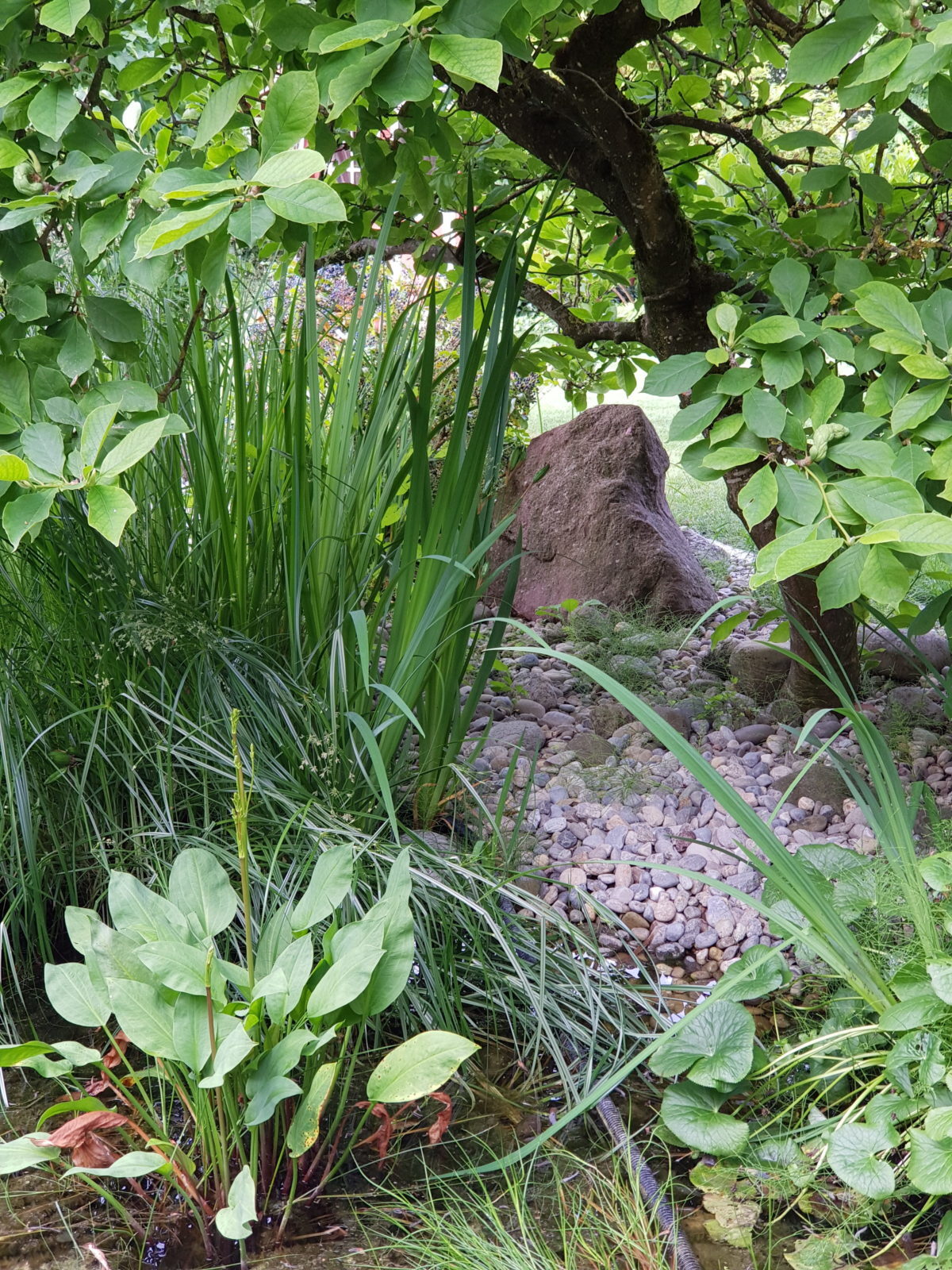 B16-Pflanzen-und-Steine-2-e1538682572581.jpg