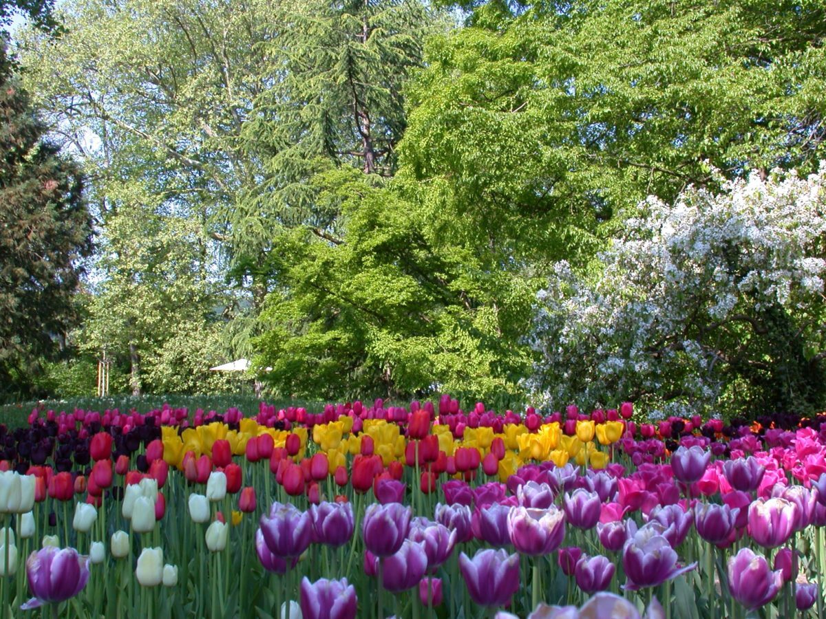 B20-Tulpen-im-Frühling-4-2-e1538682671832.jpg