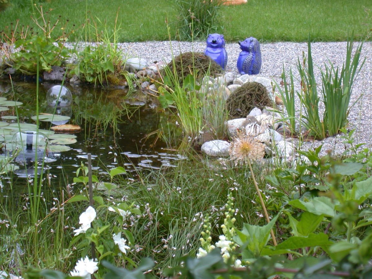 B22-Blaue-Igel-am-Teich-2-e1538682692376.jpg