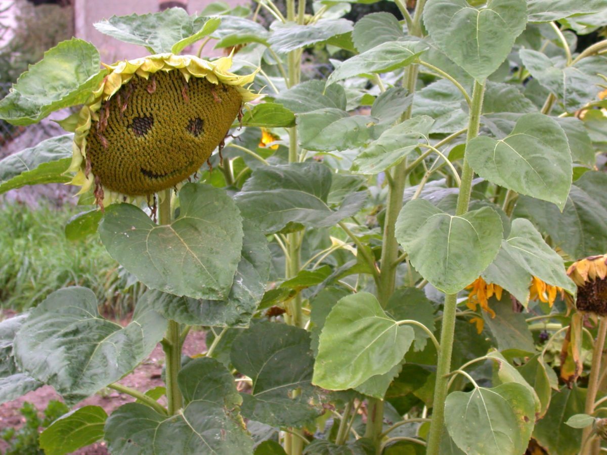 B36-reife-Sonnenblume-2-e1538682893362.jpg