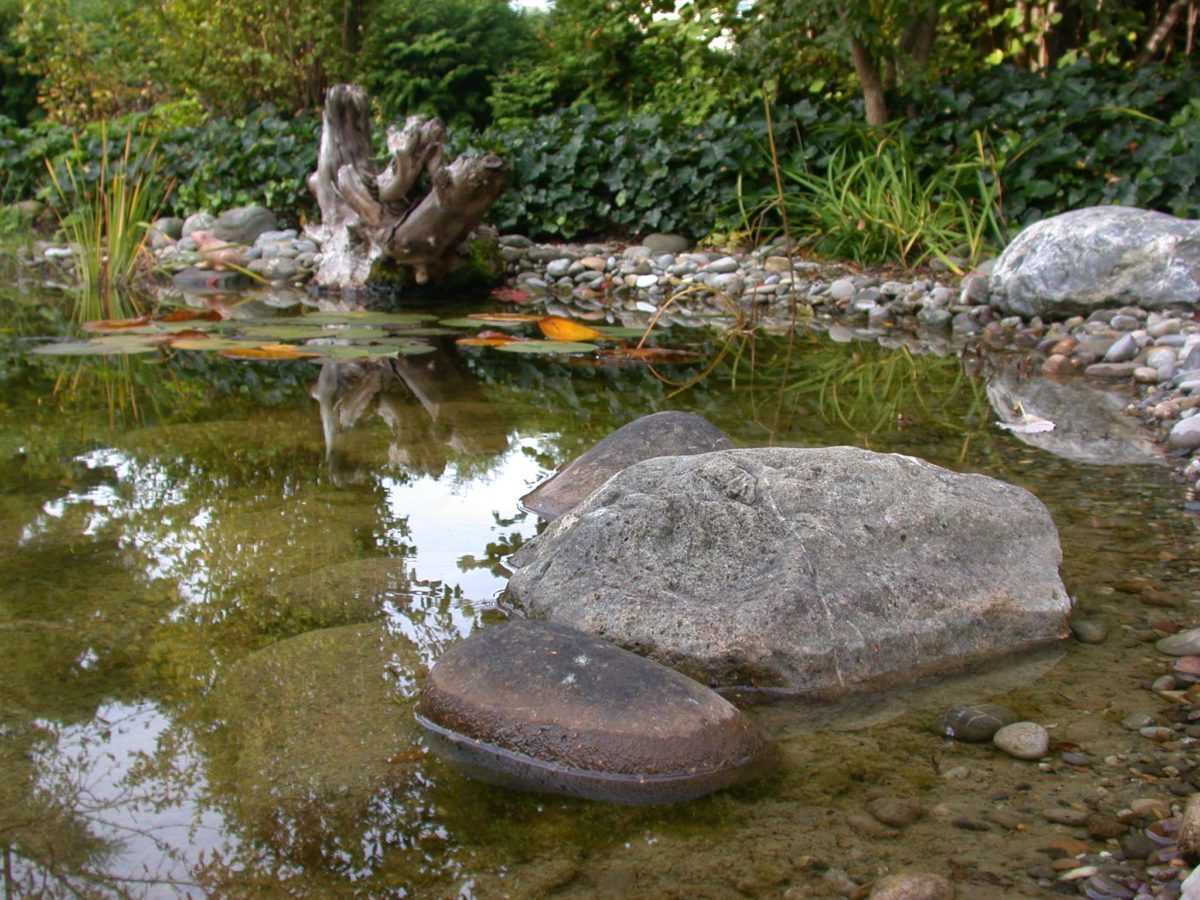 B46-Teich-mit-Steinen-und-Wurzel-2-e1538682973794.jpg