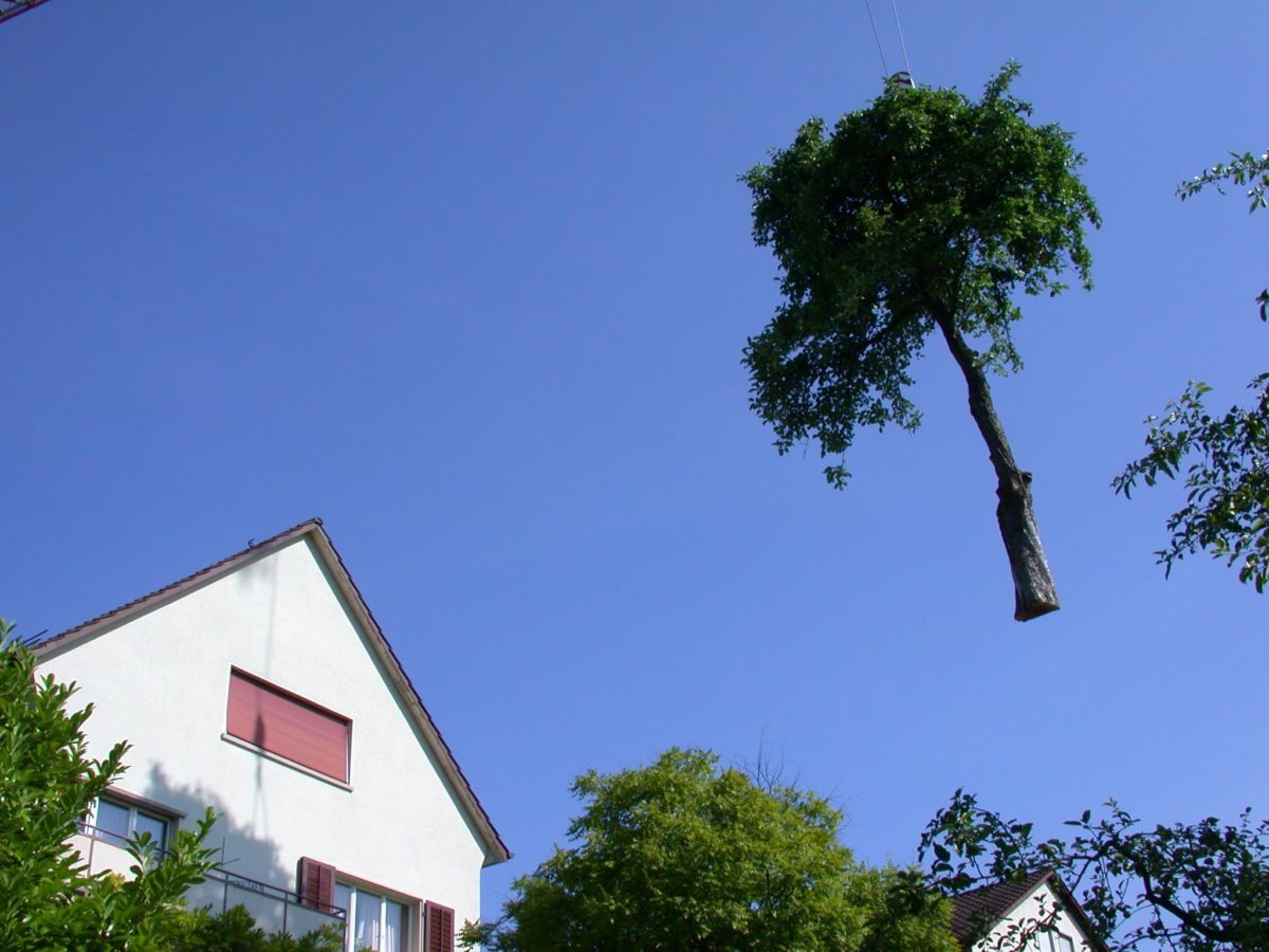 D11-Wenn-nötig-bringen-wir-die-Bäume-zum-Schweben-e1538683444449.jpg