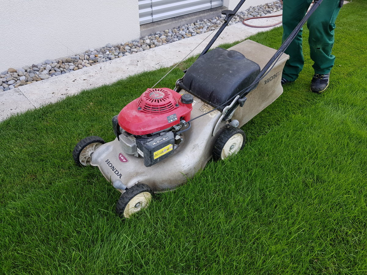 D14-Häufiges-Mähen-ergibt-dichten-Rasen-e1538683475285.jpg