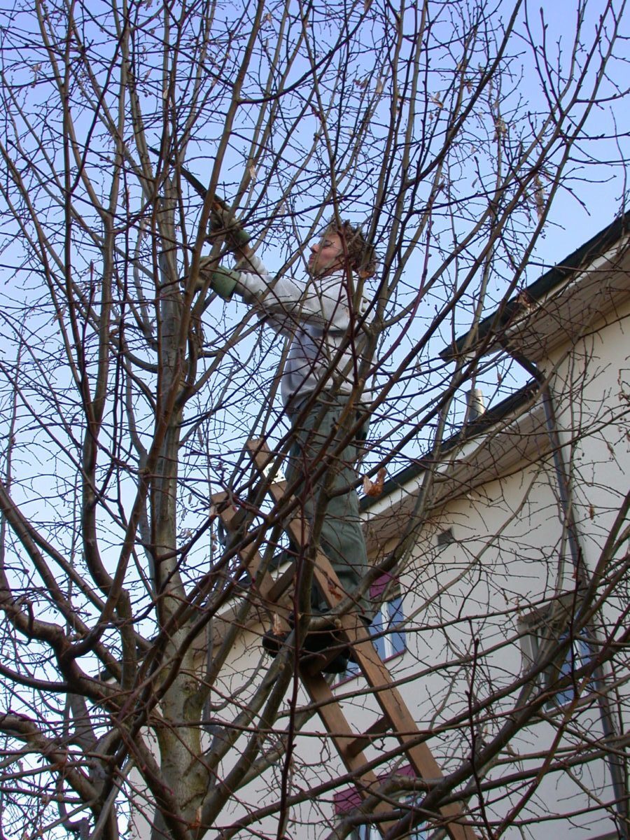 D17-Der-Fachmann-beim-Baumschnitt-e1538683538950.jpg