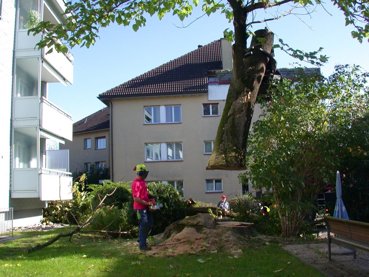 D5-Baumfällaktion-mit-schwerem-Gerät-e1538683394454.jpg