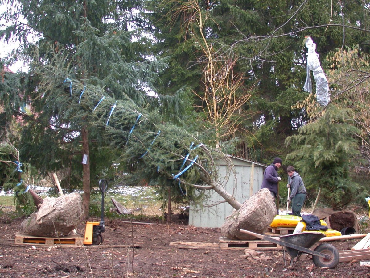 D9-Baumpflanzung-in-der-Vegetationsruhe-e1538683432712.jpg