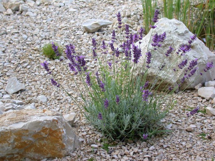 Lavendel-im-Jurakalk-e1522685764623.jpg