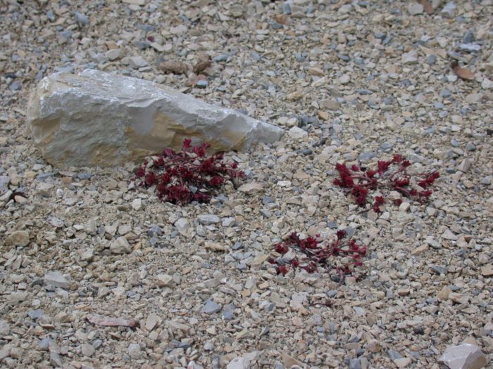 Sedum-im-Kalkstein-e1522685608231.jpg